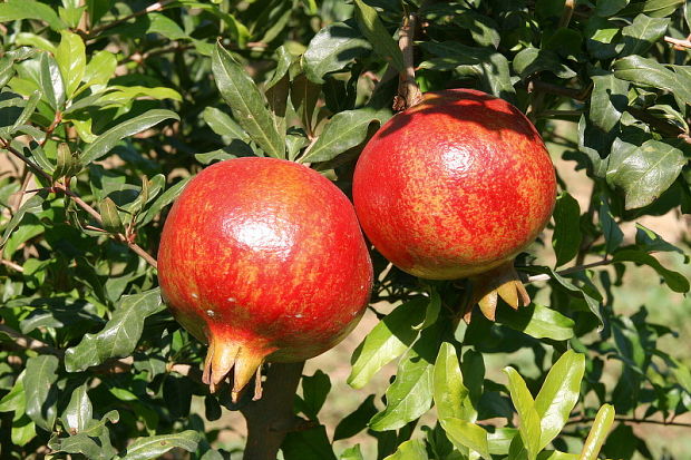 Granátové jablíčko