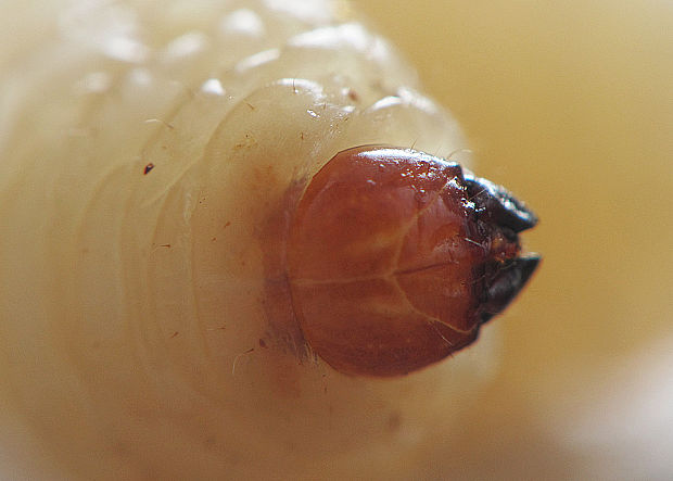 larva 1