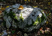 Kamenné mušle v lese