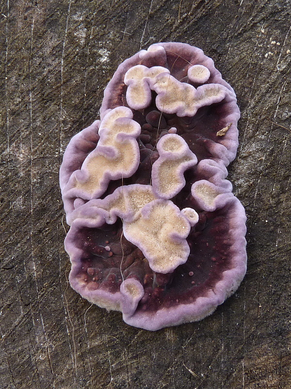 pevníkovec purpurový Chondrostereum purpureum (Pers.) Pouzar