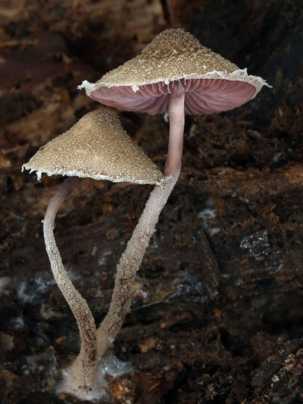 tmavolupeňovka krvavá Melanophyllum haematospermum (Bull.) Kreisel