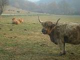škótsky horský dobytok- Highland Cattle
