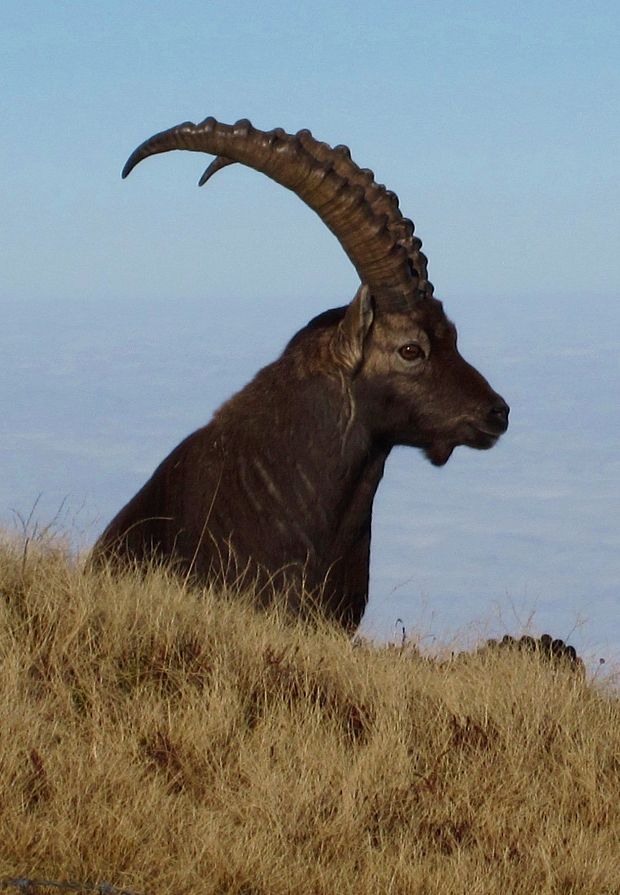 kozorožec horský Capra ibex
