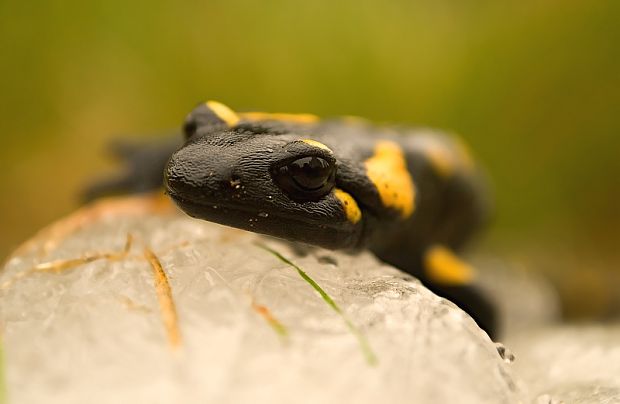 salamandra skvrnita Salamandra salamandra