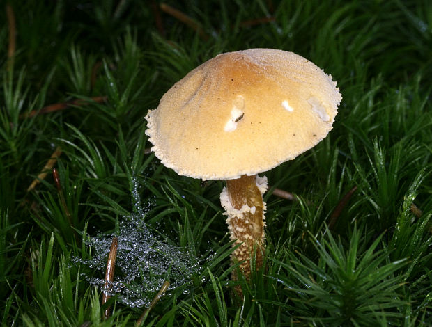zrnivka okrová Cystoderma amianthinum (Scop.) Fayod