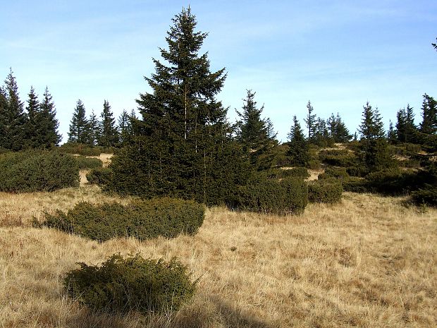 borievka alpínska  Juniperus communis subsp. alpina