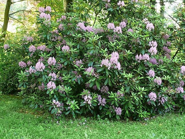 pěnišník černomořský Rhododendron ponticum L.
