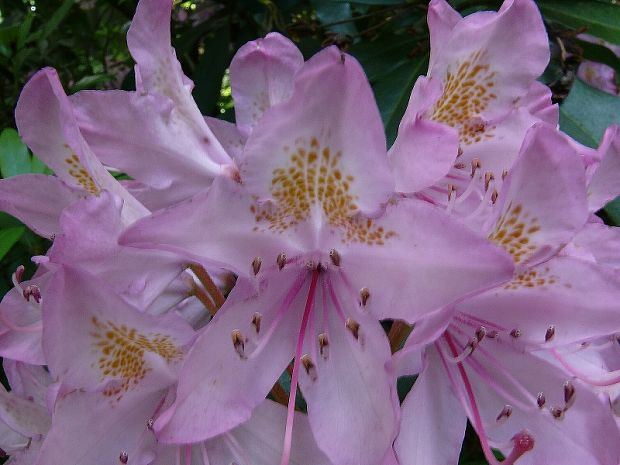 pěnišník černomořský Rhododendron ponticum L.