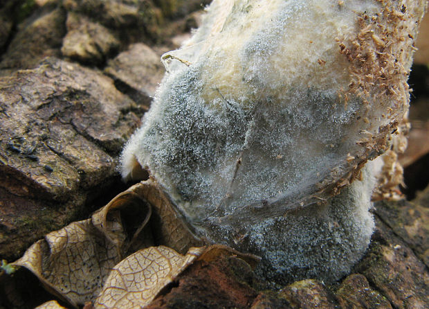trichoderma Trichoderma sp.