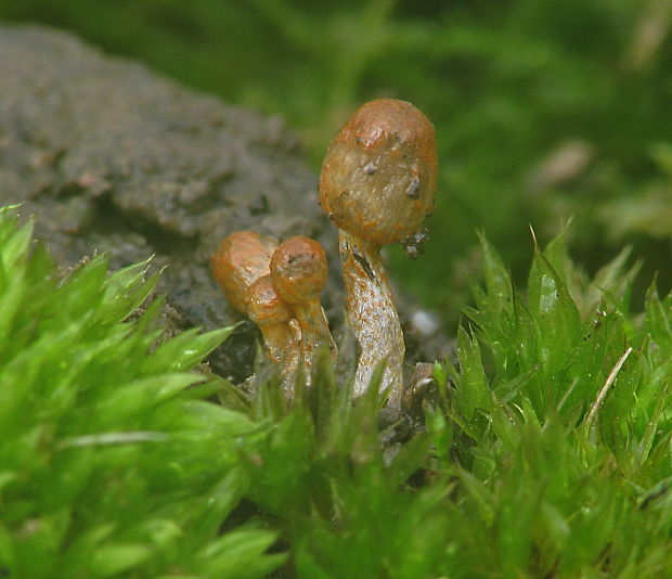 hnojník oranžovohrdzavý Coprinopsis erythrocephala (Lév.) Redhead, Vilgalys & Moncalvo