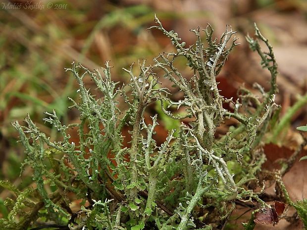 dutohlávka vidlicovitá Cladonia furcata subsp. furcata (Huds.) Schrad.