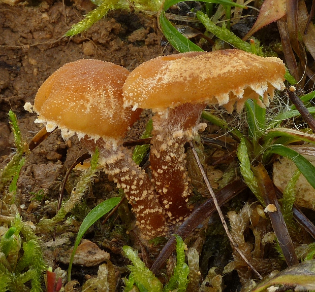 zrnivka Cystoderma sp.