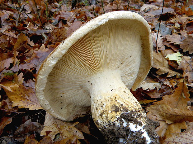 čechratec zavalitý Leucopaxillus tricolor (Peck) Kühner