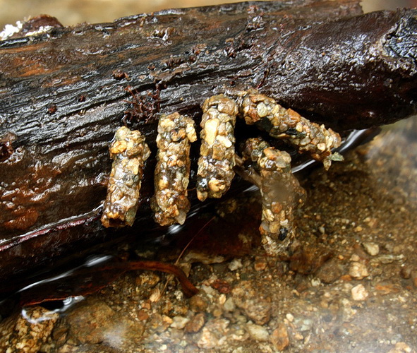 larva potočnika Tricgoptera
