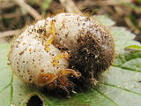 chrúst obyčajný - larva