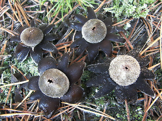 hviezdovec vlahojavný Astraeus hygrometricus (Pers.) Morgan