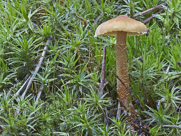 zrnivka Cystoderma sp.