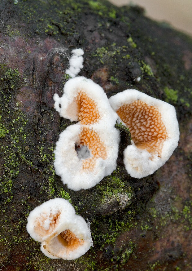 srsťovec okrovožltý Steccherinum ochraceum (Pers.) Gray