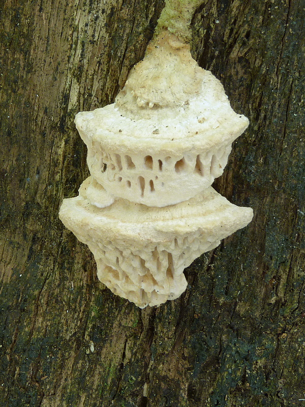 sieťkovec dubový Daedalea quercina (L.) Pers.