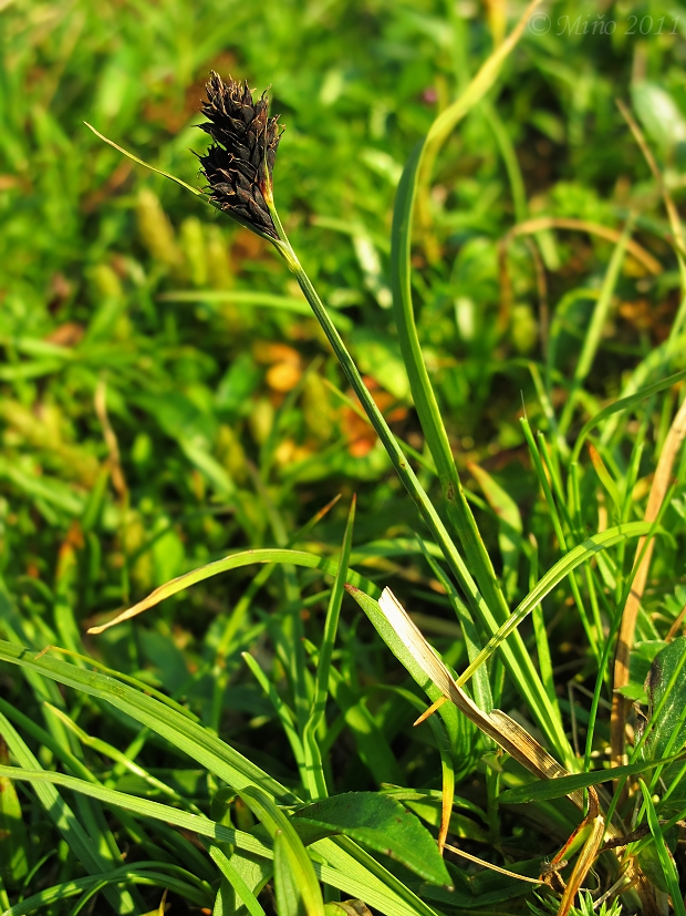 ostrica černastá Carex parviflora Host
