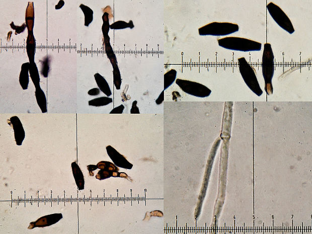 haplotrichum Haplotrichum medium (Hol.-Jech.) Hol.-Jech.