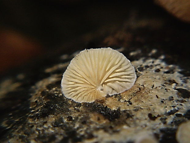 pahliva premenlivá Crepidotus variabilis (Pers.) P. Kumm.