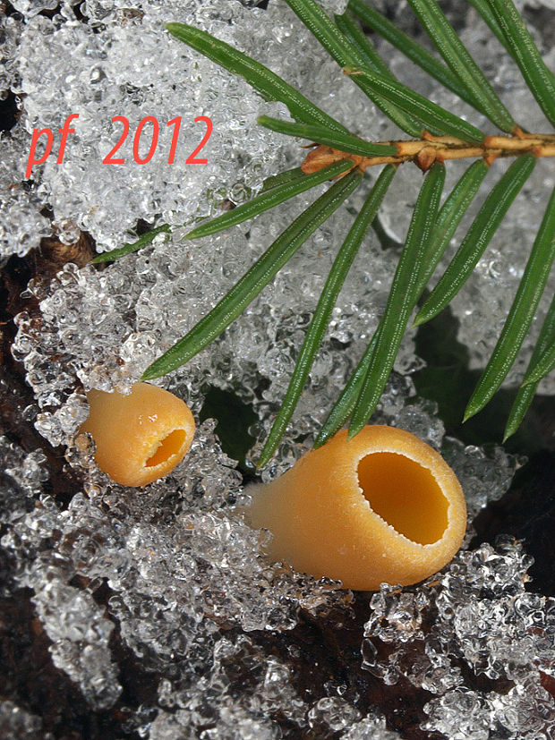 ohnivec rakúsky žltý Sarcoscypha austriaca var. lutea Ruini et Ruedl