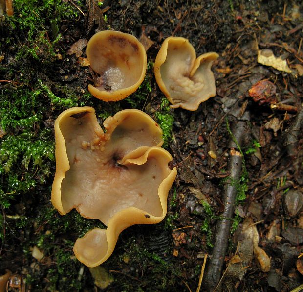 uško kožovožlté  Otidea alutacea (Pers.) Massee