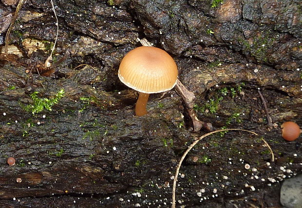 smeťovka zimná  Tubaria furfuracea (Pers.) Gillet