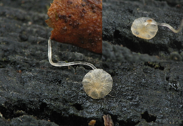 prilbička vlasová Mycena capillaris P. Karst.