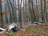 les v okolí Modry