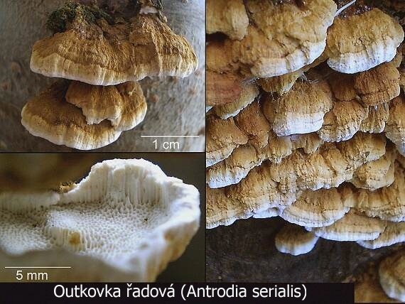 trúdnikovček radový Antrodia serialis (Fr.) Donk
