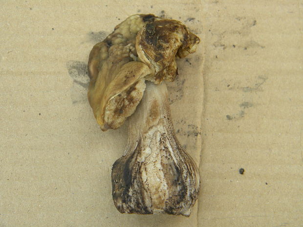 kozák hrabový Leccinum pseudoscabrum (Kallenb.) Šutara