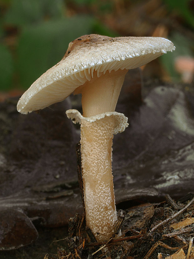 zrnivka páchnuca Cystoderma carcharias (Pers.) Fayod