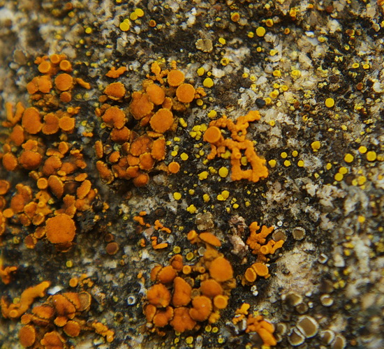 diskovník oranžový Xanthoria elegans (Link) Th. Fr.