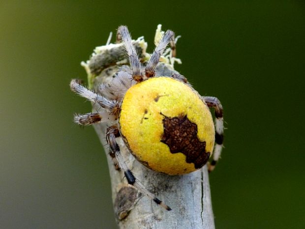 križiak dvojfarebný Araneus marmoreus