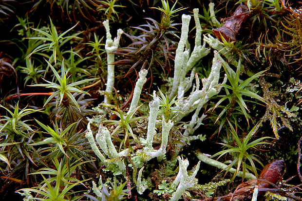dutohlávka parohovitá  Cladonia subulata (L.) Weber ex Wigg.