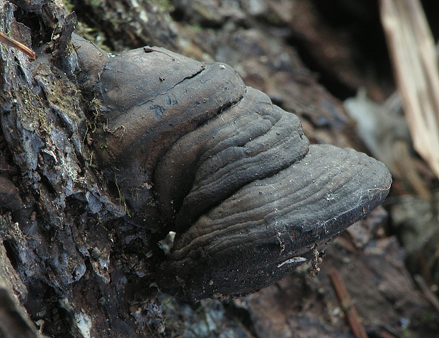 lesklokôrovka plochá Ganoderma applanatum (Pers.) Pat.
