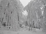 stromy v zime