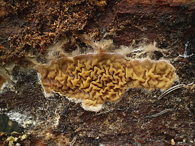 drevokaz lesný Serpula himantioides (Fr.) P. Karst.