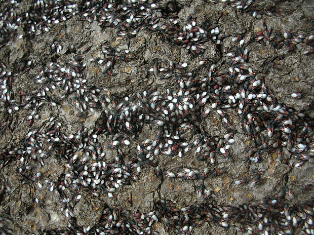 ploštička lipová (Oxycarenus lavaterae)