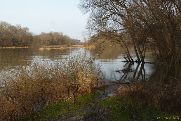 rameno rieky Morava
