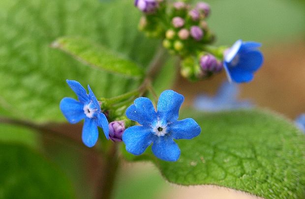 brunera veľkolistá Brunnera macrophylla (Adams) I. M. Johnst.