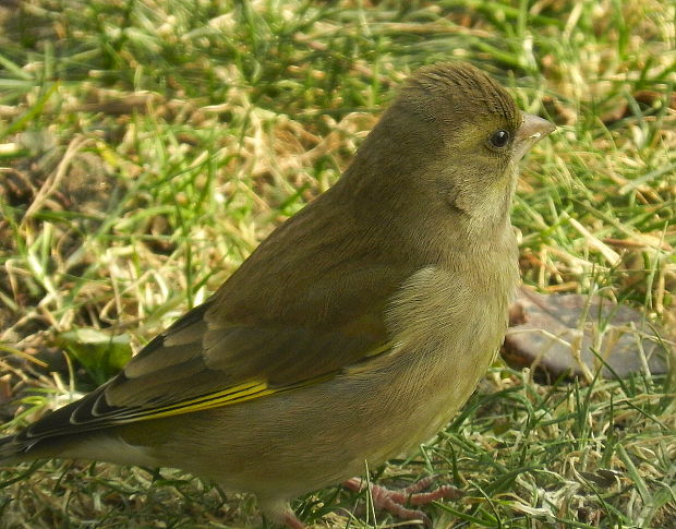 stehlík zelený Carduelis chloris