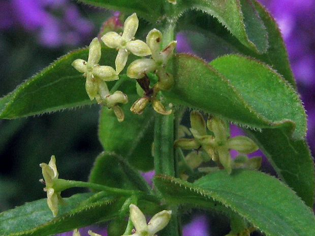 krížavka jarná Cruciata glabra (L.) Ehrend.