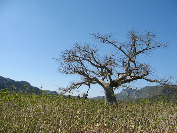 posvätný baobab Ceiba Natura