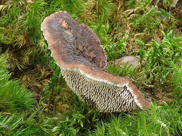 jelenkovec škridlicovitý Sarcodon imbricatus (L.) P. Karst.