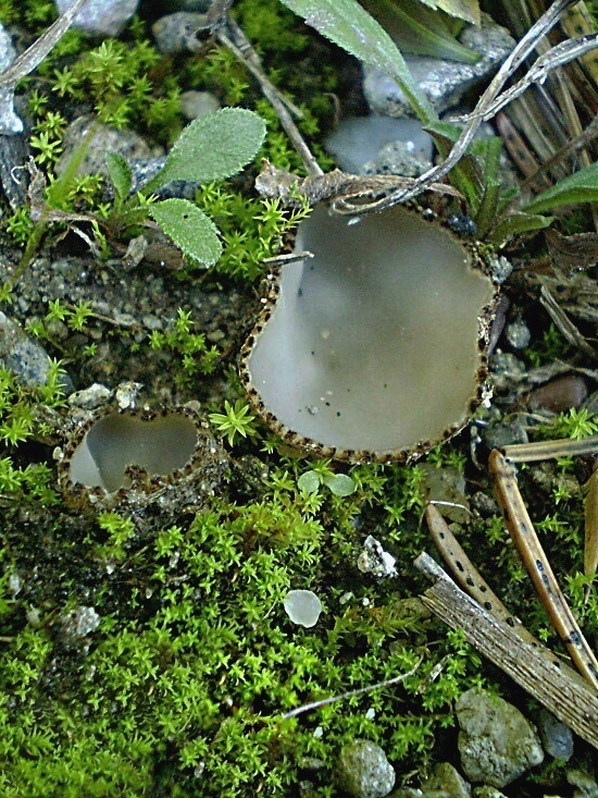 hrobnička piesočná Geopora arenicola (Lév.) Kers