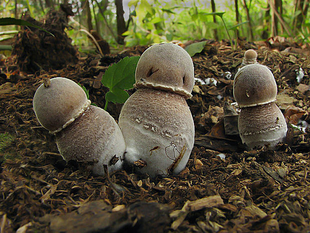 bedľovec Bresadolov Leucoagaricus americanus (Peck) Vellinga