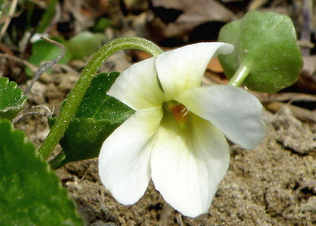 fialka voňavá albín  Viola odorata L.